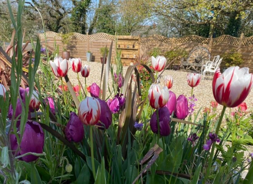 Toppesfield House B&B Bude Exterior foto